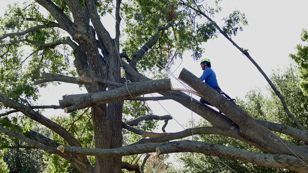 Professional Crown Thinning performed by certified arborists in Keasbey