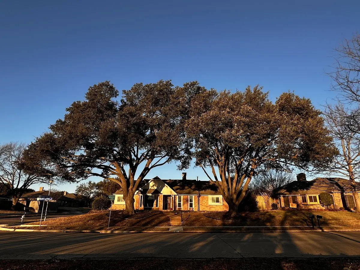 Established residential canopy tree shading a home in Keasbey